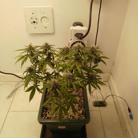 WW growlog timeline photo