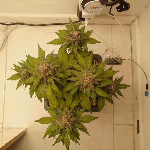 Pineapple growlog timeline photo