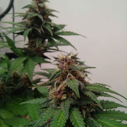 Pineapple growlog timeline photo