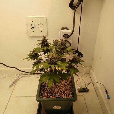 Pineapple growlog timeline photo
