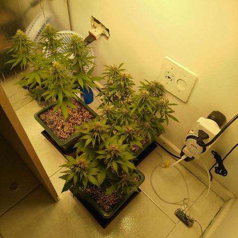 Quantum growlog timeline photo