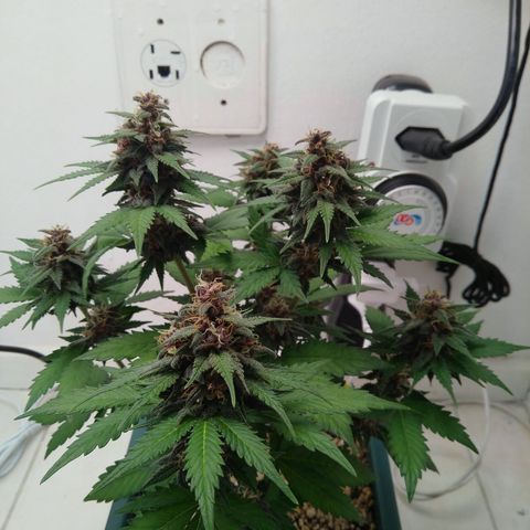 Pineapple growlog timeline photo