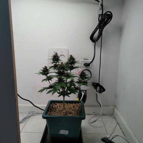 Pineapple growlog timeline photo