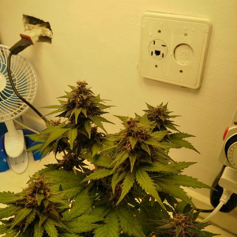 Pineapple growlog timeline photo