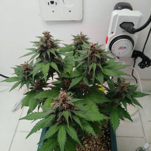 Pineapple growlog timeline photo