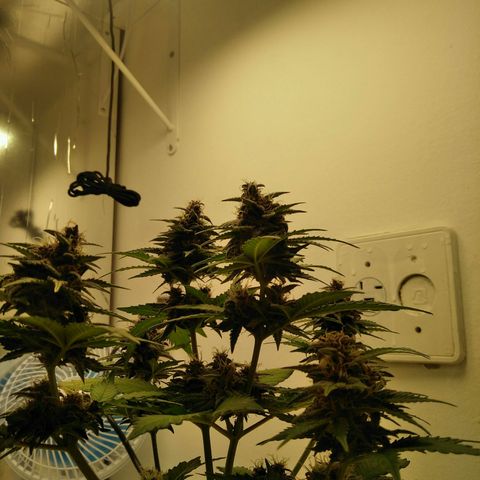 Pineapple growlog timeline photo