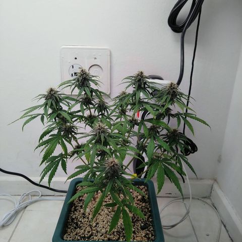 WW growlog timeline photo