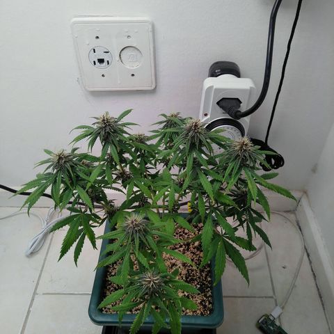 WW growlog timeline photo
