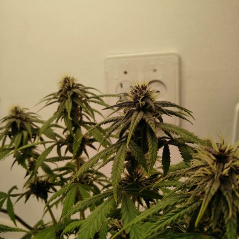 WW growlog timeline photo