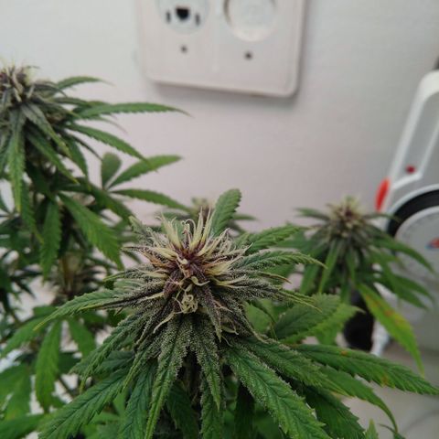 WW growlog timeline photo