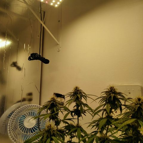 WW growlog timeline photo