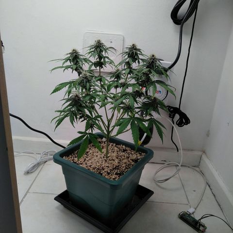 WW growlog timeline photo