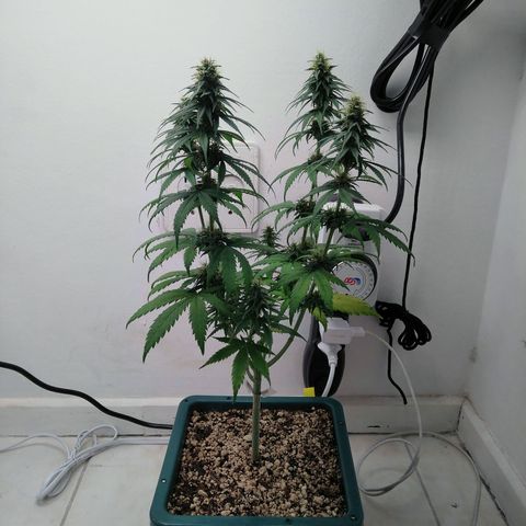 Quantum growlog timeline photo