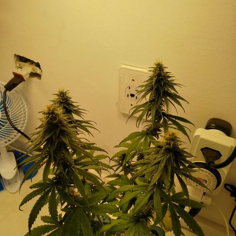Quantum growlog timeline photo