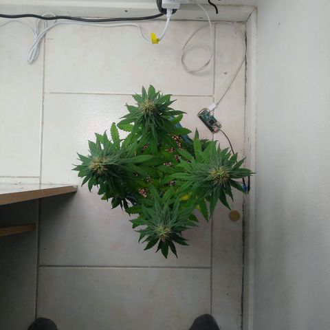 Quantum growlog timeline photo