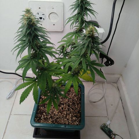 Quantum growlog timeline photo