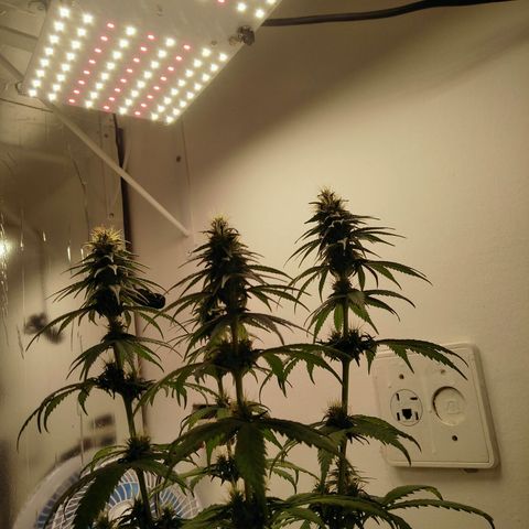 Quantum growlog timeline photo