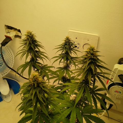 Quantum growlog timeline photo