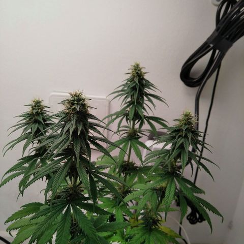 Quantum growlog timeline photo