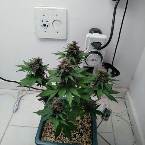 Pineapple growlog timeline photo