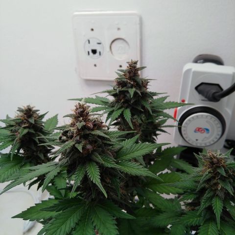 Pineapple growlog timeline photo