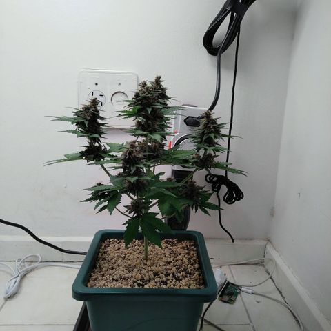 Pineapple growlog timeline photo