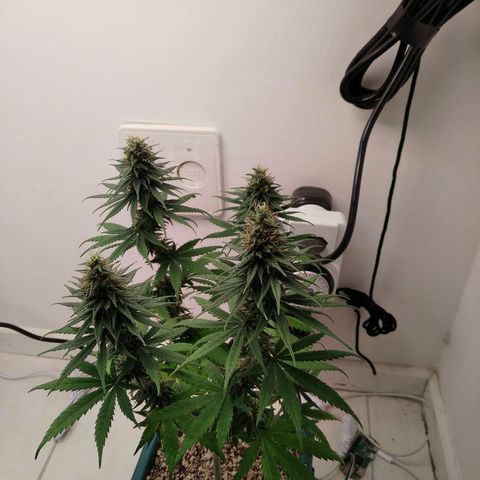 Quantum growlog timeline photo