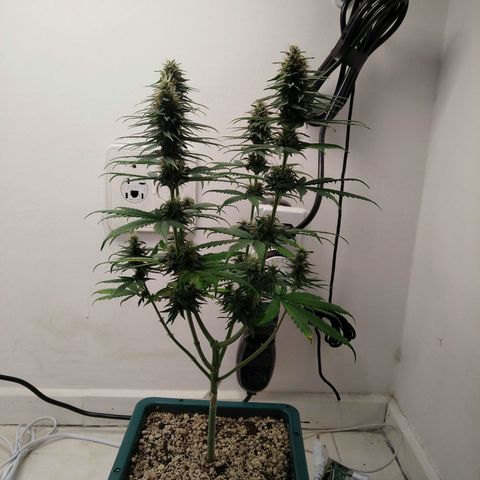 Quantum growlog timeline photo