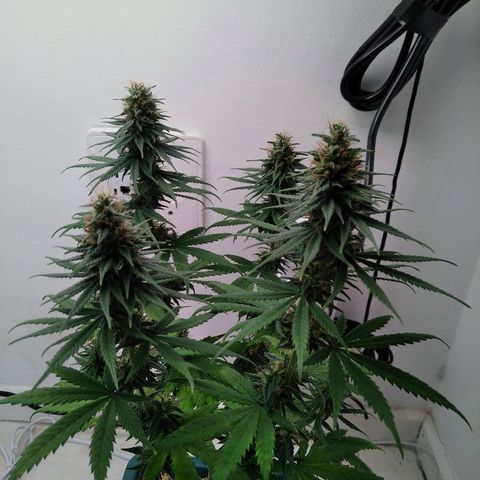 Quantum growlog timeline photo