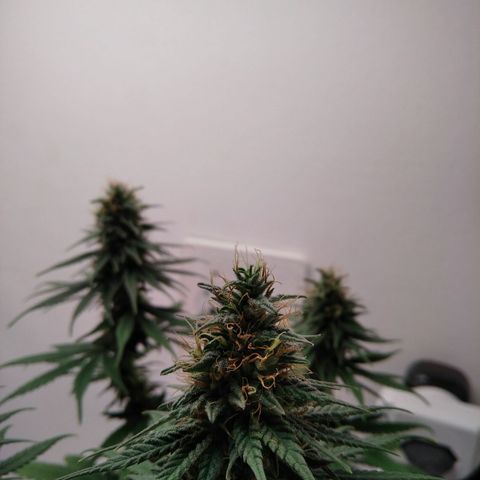 Quantum growlog timeline photo