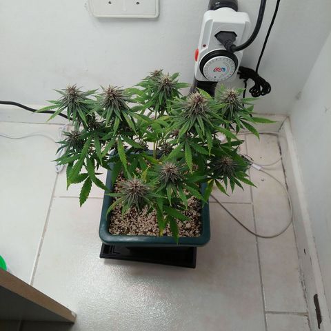 WW growlog timeline photo