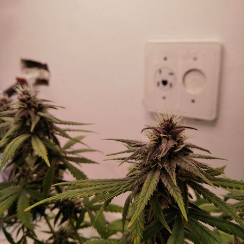 WW growlog timeline photo