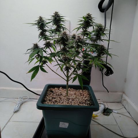 WW growlog timeline photo
