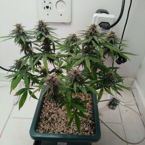 WW growlog timeline photo