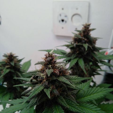 Pineapple growlog timeline photo