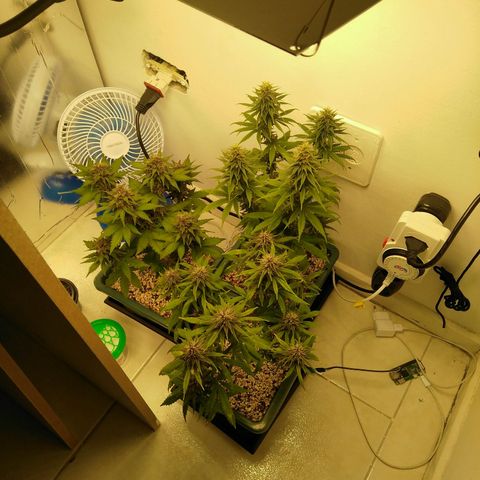 Quantum growlog timeline photo