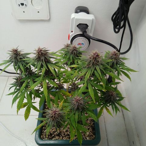 WW growlog timeline photo