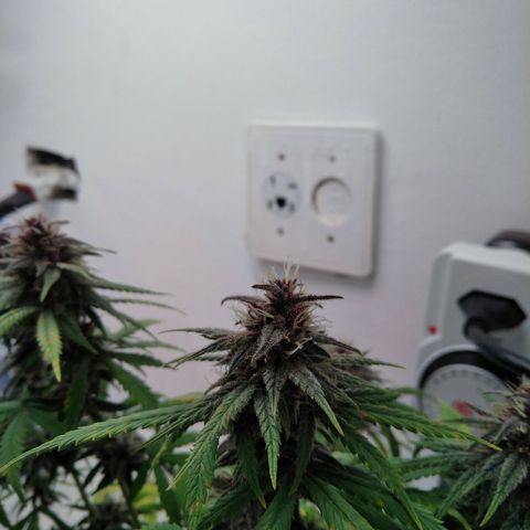 WW growlog timeline photo