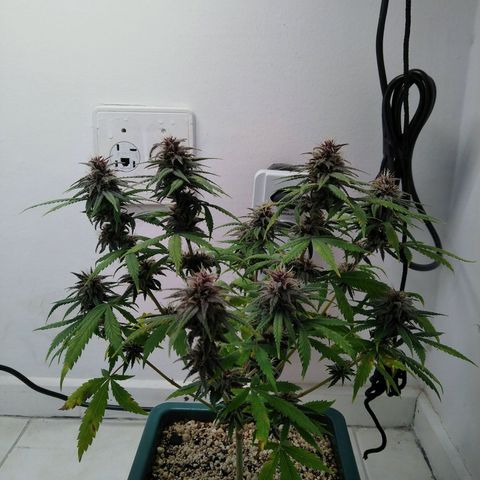 WW growlog timeline photo