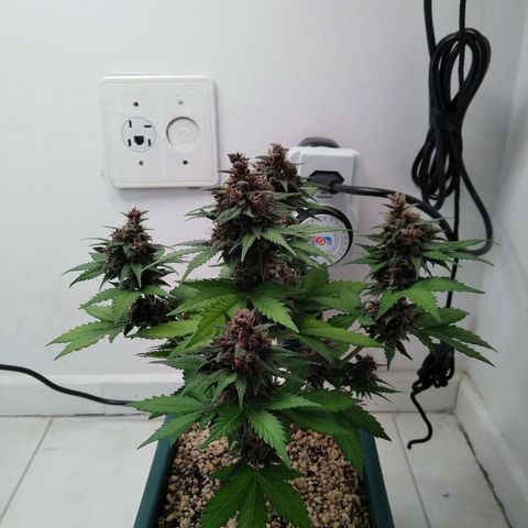 Pineapple growlog timeline photo