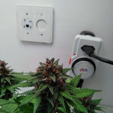 Pineapple growlog timeline photo
