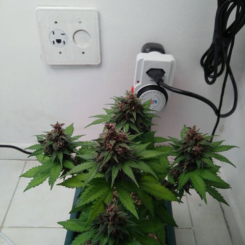 Pineapple growlog timeline photo
