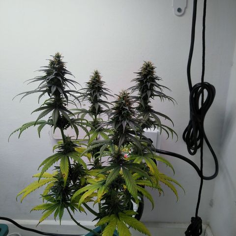 Quantum growlog timeline photo