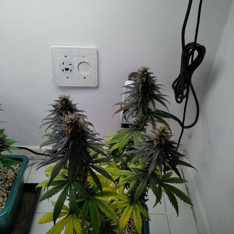 Quantum growlog timeline photo
