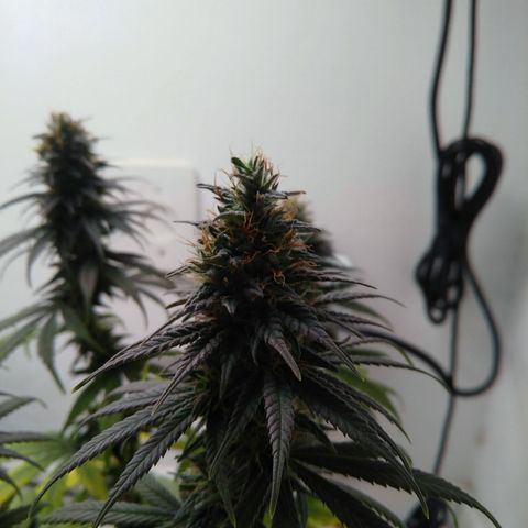 Quantum growlog timeline photo