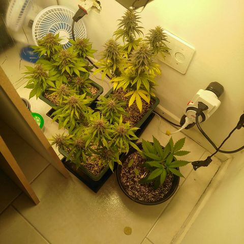 Quantum growlog timeline photo