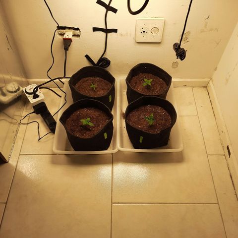 Pineapples growlog timeline photo