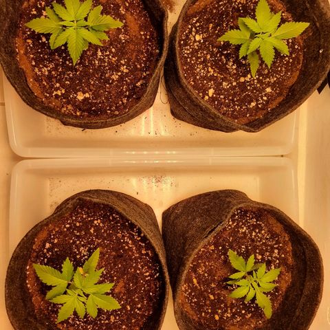 Pineapples growlog timeline photo