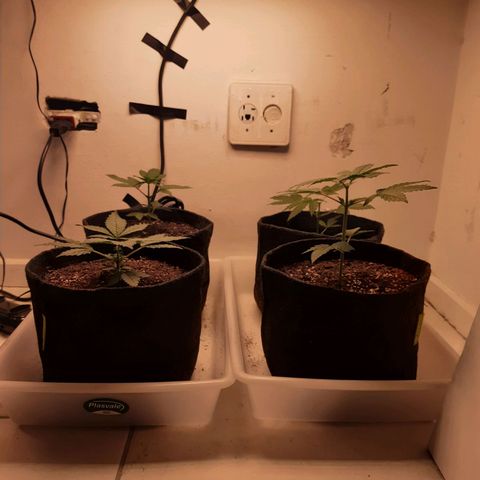 Pineapples growlog timeline photo