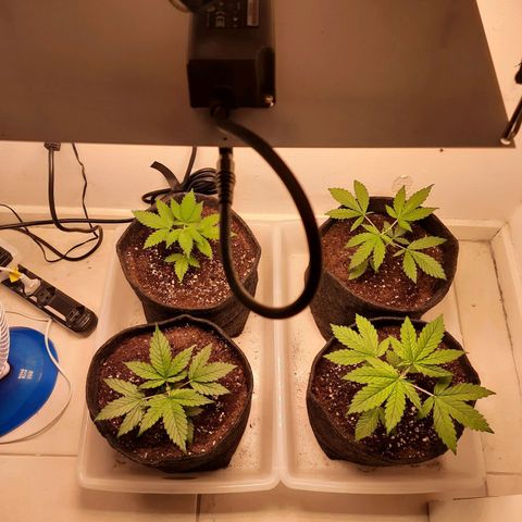 Pineapples growlog timeline photo